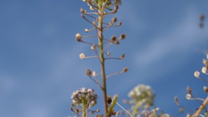 Las Bebidas Típicas de Bursa - ¿Qué beber en Bursa?