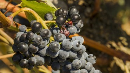 Las Bebidas Típicas de Campinas - ¿Qué beber en Campinas?