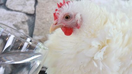 Las Bebidas Típicas de CochíN - ¿Qué beber en CochíN?