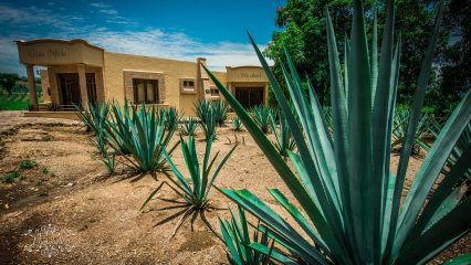 Las Bebidas Típicas de Guadalajara Mexico - ¿Qué beber en Guadalajara Mexico?