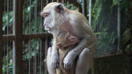 Las Bebidas Típicas de Kuala Lumpur - ¿Qué beber en Kuala Lumpur?