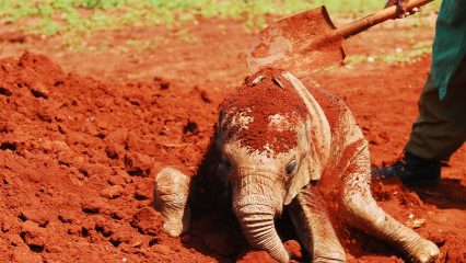 Las Bebidas Típicas de Nairobi - ¿Qué beber en Nairobi?