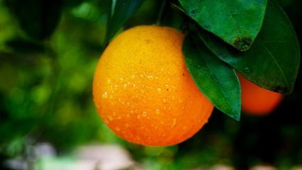 Las Comidas Típicas de Antalya - ¿Qué comer en Antalya?