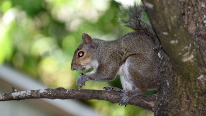 Las Comidas Típicas de Houston - ¿Qué comer en Houston?