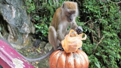 Las Comidas Típicas de Kuala Lumpur - ¿Qué comer en Kuala Lumpur?