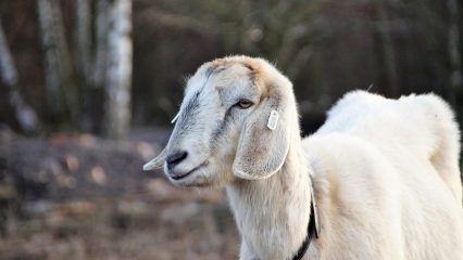 Estudiar Carrera de Gastronomía en Camerún