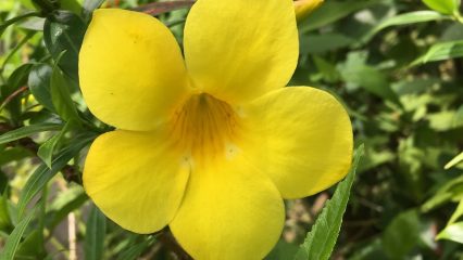 Estudiar Carrera de Gastronomía en Filipinas