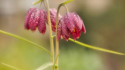 Estudiar Carrera de Gastronomía en Guinea