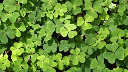 Estudiar Carrera de Gastronomía en Irlanda