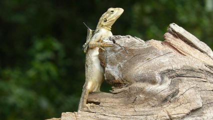 Estudiar Carrera de Gastronomía en Liberia