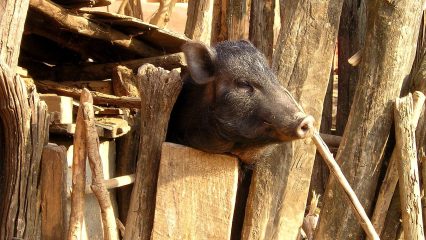 Estudiar Carrera de Gastronomía en Nepal