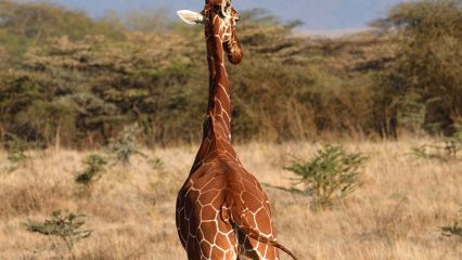 Estudiar Carrera de Gastronomía en Somalia