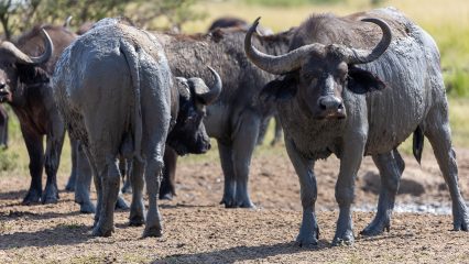 Estudiar Carrera de Gastronomía en Uganda